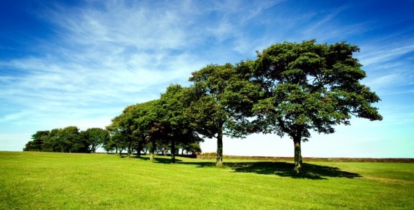 Summer Landscape