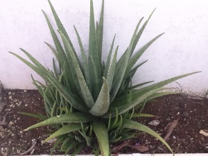 Aloes