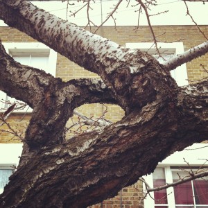 Cherry_Bloosom_East_Dulwich