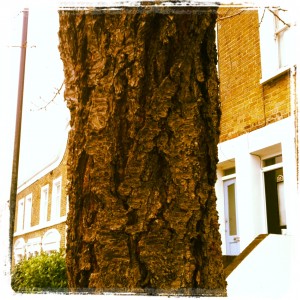 Cherry_Tree_Bark_East_Dulwich