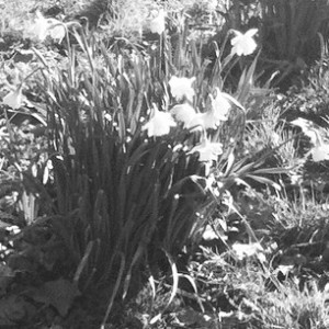 Daffodils-Black_White_