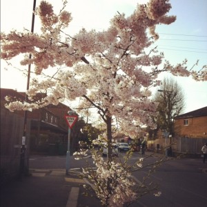 Small_Cherry_Blossom