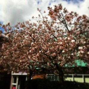 Colchester_Blossom