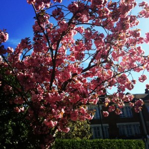 Library_Blossom