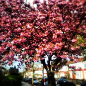 White_Beetle_Blossom_Tree