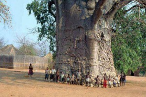 Baobab _Tree_Africa