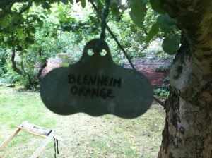 Blenheim_Oranges