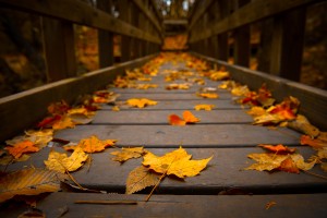 Autumn-Bridge