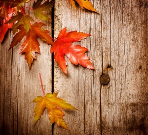 Autumn-leaves-autumn-on-tree