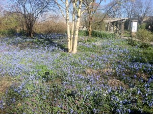 Blue_Flowers_Kew