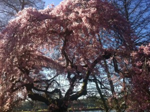 Cherry_Blossom_Kew