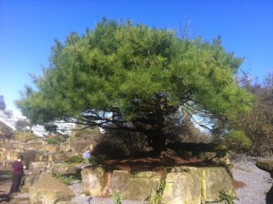 Dwarf_Pine