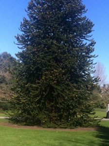 Monkey_Puzzle_In_Its_Glory