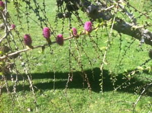 Purple_Flowers_Kew