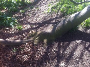 Roots_Kissing_The_Ground_Kew
