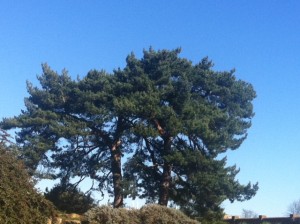 Twin _Trees_Kew