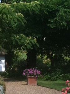 Woman_Reading_Against_Tree