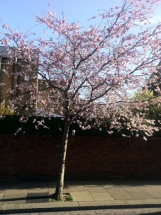 Cherry_Blossom _On_My_Travel