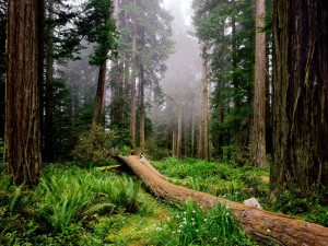 Fallen-tree-in-Arizona