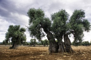 Robert-Bush_Ancient-Olive-Trees-5-1498x1000