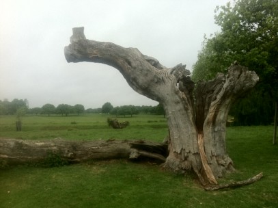 Hollow_Tree_Richmond_Park