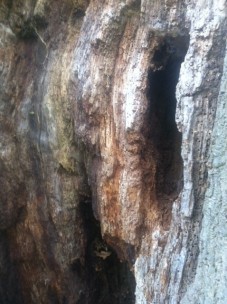 more_inside_bark