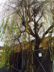 Winter Willow Tree